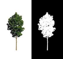 tree isolated on white background with clipping path and alpha channel photo