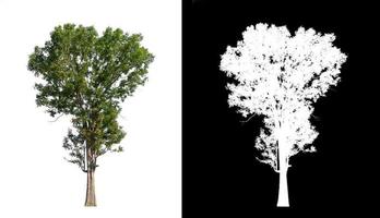 single tree with clipping path and alpha channel on black background photo