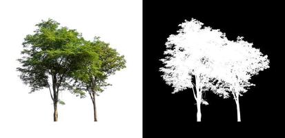 tree isolated on white background with clipping path and alpha channel photo