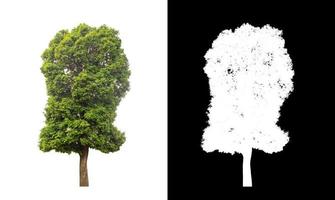 tree isolated on white background with clipping path and alpha channel photo