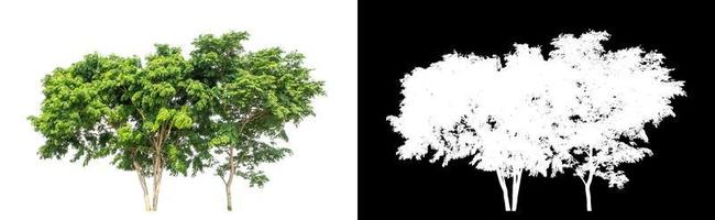 tree isolated on white background with clipping path and alpha channel photo