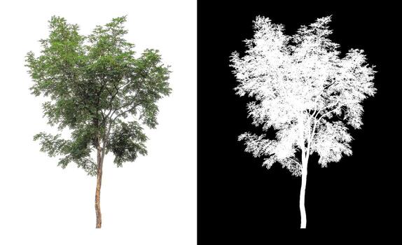 tree isolated on white background with clipping path and alpha channel photo