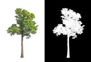 single tree with clipping path and alpha channel on black background photo