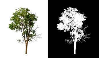 tree isolated on white background with clipping path and alpha channel photo