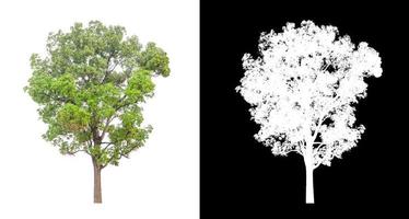 single tree with clipping path and alpha channel on black background photo