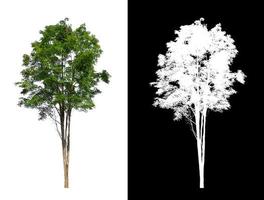 single tree with clipping path and alpha channel on black background photo
