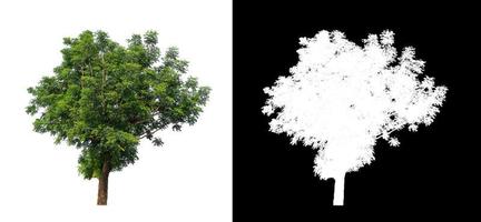 single tree with clipping path and alpha channel on black background photo