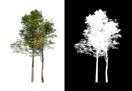 tree isolated on white background with clipping path and alpha channel photo