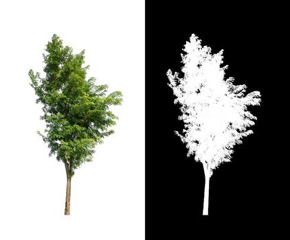 tree isolated on white background with clipping path and alpha channel photo