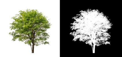 tree isolated on white background with clipping path and alpha channel photo