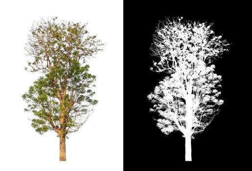 árbol aislado sobre fondo blanco con trazado de recorte y canal alfa foto