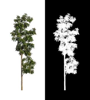 tree isolated on white background with clipping path and alpha channel photo