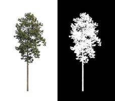 tree isolated on white background with clipping path and alpha channel photo