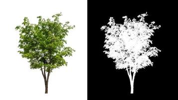 tree isolated on white background with clipping path and alpha channel photo