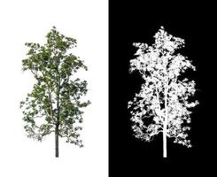 tree isolated on white background with clipping path and alpha channel photo