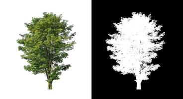 tree isolated on white background with clipping path and alpha channel photo