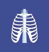 Bones of the thorax. Front view. Human anatomy. Ribs, spine. Vector illustration of isolated on blue background ribs.