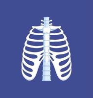 Bones of the thorax. Front view. Human anatomy. Ribs, spine. Vector illustration of isolated on blue background ribs.