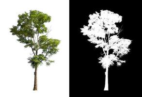 single tree with clipping path and alpha channel on black background photo