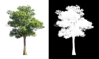 single tree with clipping path and alpha channel on black background photo