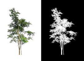 single tree with clipping path and alpha channel on black background photo