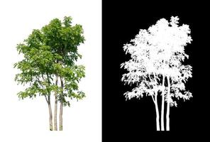árbol aislado sobre fondo blanco con trazado de recorte y canal alfa foto