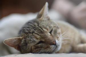 Close up of a sad and lazy tabby cat napping on the couch outdoors in evening photo