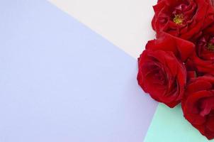 Dark red roses on pastel paper background, Valentines backdrop with copy space photo