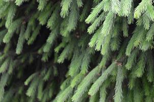 Fluffy green fir tree brunch close up. Christmas wallpaper concept with copy space photo