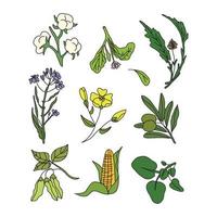 Collection of Flowers vector