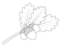 Acorns on an oak branch. Leaves and hard-shelled fruits. Sketch.  Leaves of a tree with veins. vector