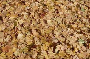 colorida imagen de fondo de hojas de otoño caídas, perfecta para uso estacional foto