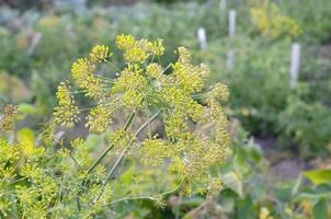 Yellow flowers of Anethum graveolens dill in garden fields photo