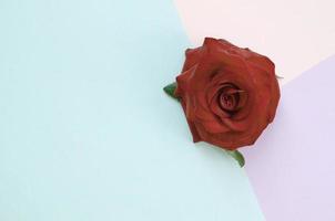 Dark red rose flower on pastel blue pink and lilac background top view photo