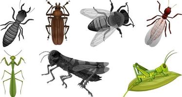 Set of different kinds of insects vector