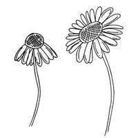 Daisy camomile hand drawn sketch black line art picture vector