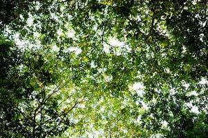 árboles y hojas verdes fértiles hay una luz que brilla en el hermoso concepto natural. foto