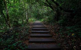 Forest green fertile areas in the forest area photo