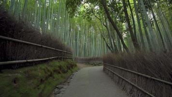 arashiyama bamboo grove, que é uma floresta natural de bambu na área de kyoto, no japão. o bosque de bambu arashiyama é um ponto turístico popular em kyoto. video