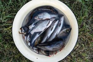 Freshly caught fish lies in a bowl, with water, on the grass, outdoors. Top view. photo