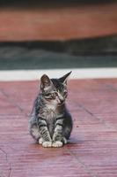 foto de un gato callejero con bokeh.