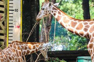 This is a photo of the giraffes in the Ragunan zoo.