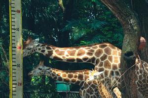 This is a photo of the giraffes in the Ragunan zoo.