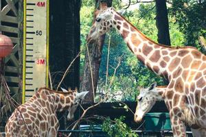 This is a photo of the giraffes in the Ragunan zoo.