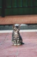 foto de un gato callejero con bokeh.