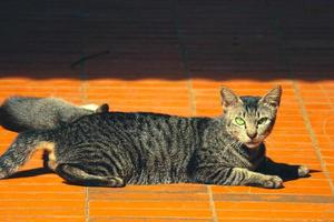 foto de un gato callejero con bokeh.