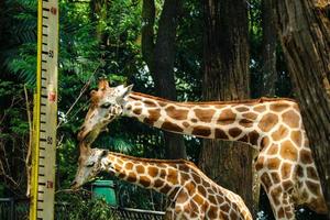 esta es una foto de las jirafas en el zoológico de ragunan.