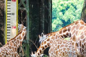 This is a photo of the giraffes in the Ragunan zoo.