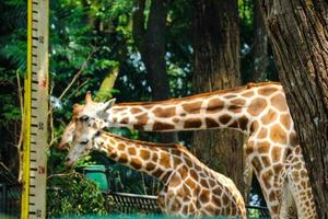 This is a photo of the giraffes in the Ragunan zoo.