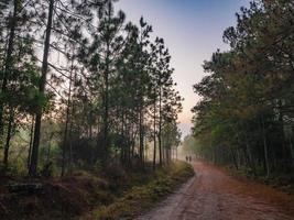 Nature trail in the morning on Phu Kradueng mountain national park in Loei City Thailand.Phu Kradueng mountain national park the famous Travel destination photo